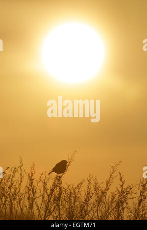 Gimpel (Pyrrhula Pyrrhula) im Winter bei Sonnenuntergang. Stockfoto