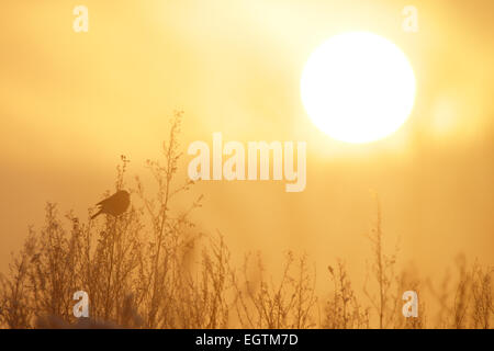 Gimpel (Pyrrhula Pyrrhula) im Winter bei Sonnenuntergang. Stockfoto