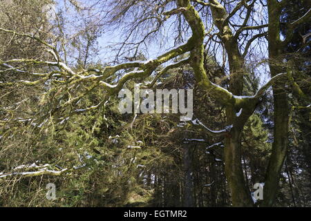 grünes Moos bedeckt verdrehte Äste im Holz, garniert mit Schnee Stockfoto