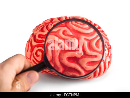 Kautschuk-Gehirn gesehen mit der Lupe auf weißem Hintergrund Stockfoto