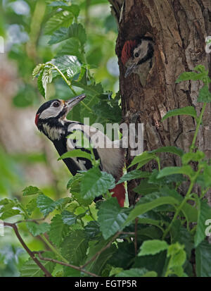 Männlicher Buntspecht (Dendrocopos großen) füttert Küken im Nest Loch. UK Stockfoto