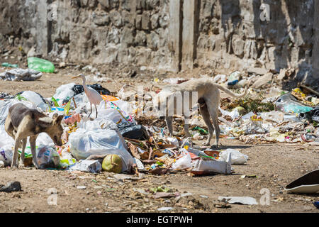 Dünne, räudiger streunende Hunde und ein egret Scavenging in einer Müllhalde in einem Armenviertel von Chennai, Tamil Nadu, Südindien Stockfoto