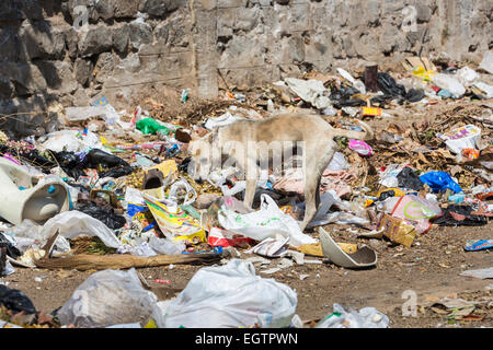 Dünne, räudiger Straßenköter scavenging in einem schmutzigen Müllkippe in einem armen Slumgebiet von Chennai, Tamil Nadu, Südindien Stockfoto