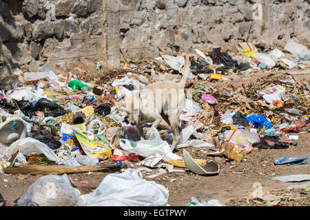 Dünne, räudiger Straßenköter scavenging in einem schmutzigen Müllkippe in einem armen Slumgebiet von Chennai, Tamil Nadu, Südindien Stockfoto