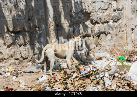 Dünne, räudiger Straßenköter scavenging in einem schmutzigen Müllkippe in einem armen Slumgebiet von Chennai, Tamil Nadu, Südindien Stockfoto