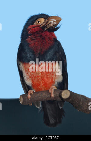 Bärtige Barbet (Lybius Dubius) Stockfoto