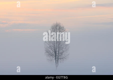 Einsamer Baum auf dem nebligen Gebiet im Winter. Europa Stockfoto