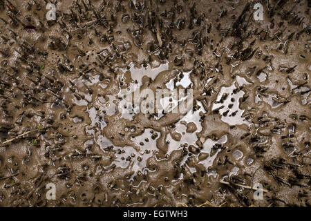 Mangrove Gemeinschaft, Sumpf in der Nähe Hururu fällt an der Mündung des Flusses Haruru in der Nähe von Paihia und Waitangi, Neuseeland. Stockfoto