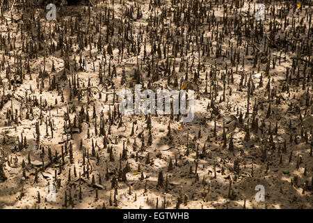 Mangrove Gemeinschaft, Sumpf in der Nähe Hururu fällt an der Mündung des Flusses Haruru in der Nähe von Paihia und Waitangi, Neuseeland. Stockfoto