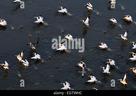 Synchrone Überflug der weiße Pelikane Manytsch See Stockfoto