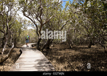 Mangrove Gemeinschaft, Sumpf in der Nähe Hururu fällt an der Mündung des Flusses Haruru in der Nähe von Paihia und Waitangi, Neuseeland. Stockfoto