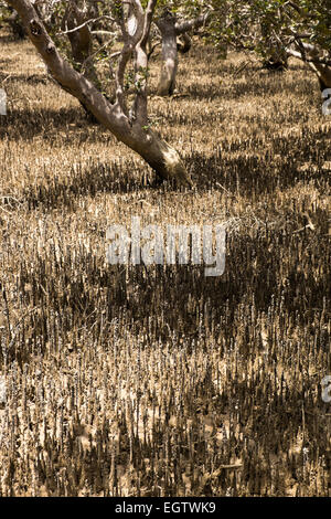 Mangrove Gemeinschaft, Sumpf in der Nähe Hururu fällt an der Mündung des Flusses Haruru in der Nähe von Paihia und Waitangi, Neuseeland. Stockfoto