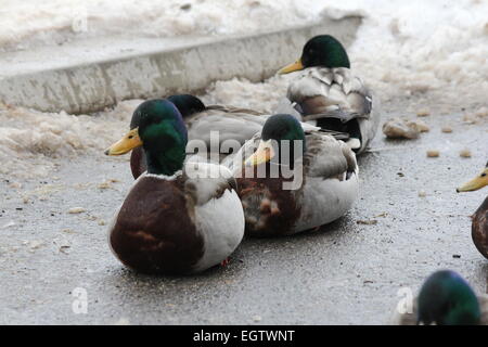 Stockente Erpel ruht auf Eis bedeckten Boden am Ufer des zugefrorenen Teich. Stockfoto