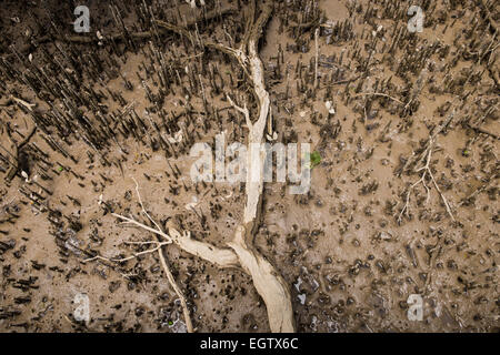 Mangrove Gemeinschaft, Sumpf in der Nähe Hururu fällt an der Mündung des Flusses Haruru in der Nähe von Paihia und Waitangi, Neuseeland. Stockfoto