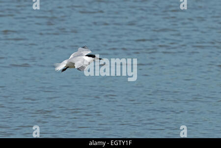 Sandwich Tern-Sterna Sandvicensis im Flug. Frühling. UK Stockfoto