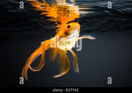 Goldfische auf schwarzem Hintergrund Stockfoto