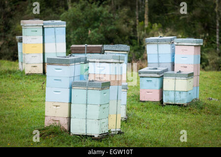 Bienenstöcke neben Te Anga Road, Waikato, Nordinsel, Neuseeland. Stockfoto