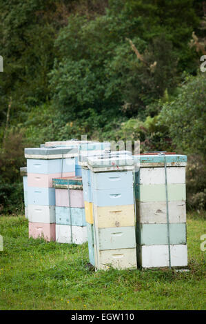 Bienenstöcke neben Te Anga Road, Waikato, Nordinsel, Neuseeland. Stockfoto