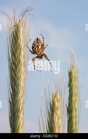 Spinne auf Weizen Stockfoto