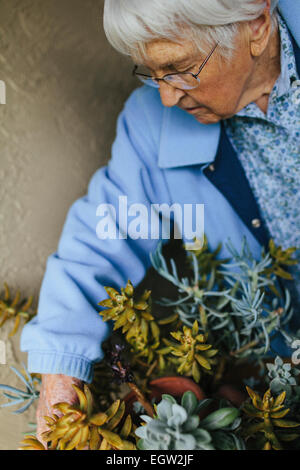 Ältere Frau tendenziell Kaktus. Stockfoto