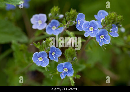 kleine blaue Blume (Veronica Chamaedrys) auf Wiese Stockfoto