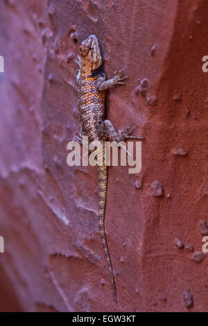 Desert Spiny Lizard (Sceloporus Magister) klettert eine Wand in einem Slot Canyon, Utah Stockfoto