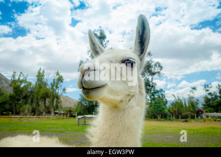 Closeup Portrait von niedlichen Lama Stockfoto