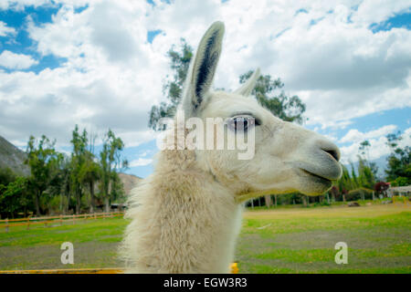 Closeup Portrait von niedlichen Lama Stockfoto