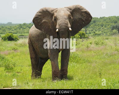 Großen Bull afrikanischer Elefant (Loxodonta Africana) mit Stoßzähnen und Ohren zu verbreiten, starrte auf die Kamera in Ruaha-N-P-Tanzania Stockfoto