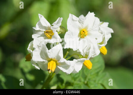 Solanum Tuberosum Kartoffel Blüte Makro weiße Blüte Stockfoto