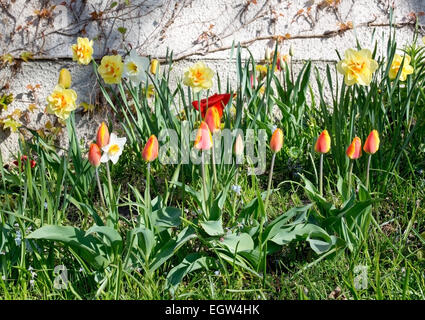 Blumenbeet mit Frühling Tulpen in vielen Farben, Schweden im Mai. Stockfoto