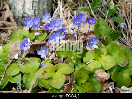 Blau Hepatica Nobilis Wildblumen in eine Waldwiese. Stockfoto