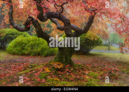 Alter japanischer Ahornbaum am Portland Japanese Garden im Herbst Stockfoto