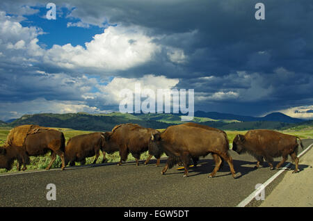 Bison Kreuzung Straße, Yellowstone-Nationalpark, Wyoming. Stockfoto