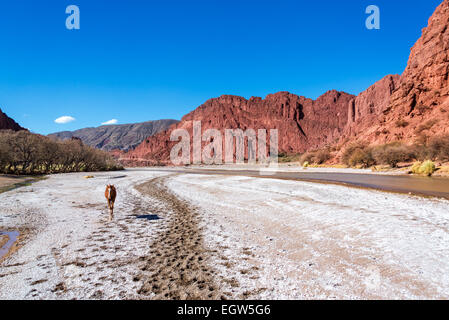 Einen jungen Hengst in einem Tal, umgeben von schönen roten Hügeln in Tupiza, Bolivien Stockfoto