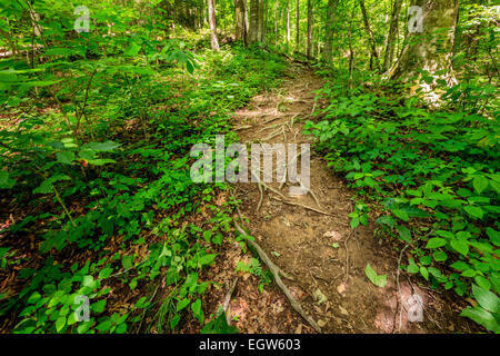 Sheltowee Spur Trail in Red River Gorge, Kentucky. Daniel Boone National Forest Stockfoto