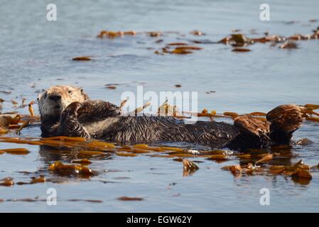 Otter auf Rücken in Seetang treiben Stockfoto