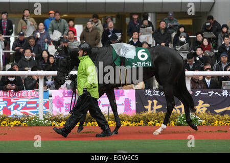 Hyogo, Japan. 1. März 2015. Robe Tissage Pferderennen: Robe Tissage wird durch das Fahrerlager vor der Hankyu Hai Hanshin Racecourse in Hyogo, Japan geführt. © Eiichi Yamane/AFLO/Alamy Live-Nachrichten Stockfoto