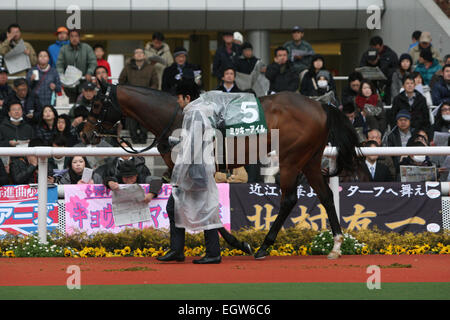 Hyogo, Japan. 1. März 2015. Mikki Isle Pferderennen: Mikki Isle wird durch das Fahrerlager vor der Hankyu Hai Hanshin Racecourse in Hyogo, Japan geführt. © Eiichi Yamane/AFLO/Alamy Live-Nachrichten Stockfoto