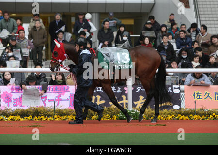 Hyogo, Japan. 1. März 2015. Daiwa Maggiore Pferderennen: Daiwa Maggiore wird durch das Fahrerlager vor der Hankyu Hai Hanshin Racecourse in Hyogo, Japan geführt. © Eiichi Yamane/AFLO/Alamy Live-Nachrichten Stockfoto