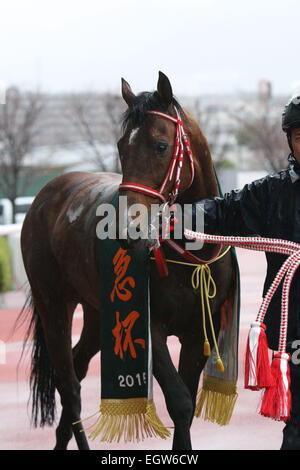 Hyogo, Japan. 1. März 2015. Daiwa Maggiore Pferderennen: Daiwa Maggiore nach dem Gewinn der Hankyu Hai Hanshin Racecourse in Hyogo, Japan. © Eiichi Yamane/AFLO/Alamy Live-Nachrichten Stockfoto