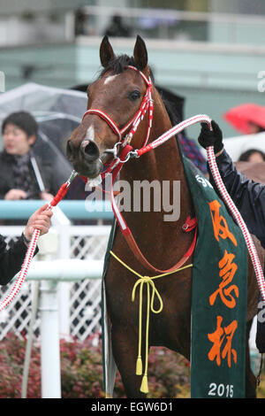 Hyogo, Japan. 1. März 2015. Daiwa Maggiore Pferderennen: Daiwa Maggiore nach dem Gewinn der Hankyu Hai Hanshin Racecourse in Hyogo, Japan. © Eiichi Yamane/AFLO/Alamy Live-Nachrichten Stockfoto