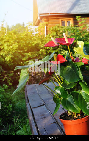 Topf mit Blüten, Anthurium in einem Garten Stockfoto