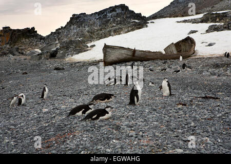 Antarktis, Half Moon Island, Kinnriemen Pinguine und alte norwegische Walfänger Boot Stockfoto