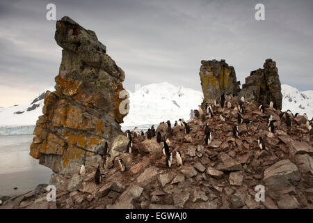 Antarktis, Half Moon Island, Baliza Hill, Kinnriemen Penguin rookery Stockfoto