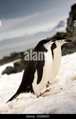 Antarktis, Half Moon ist, Baliza Hill, Kinnriemen Pinguine, Pygoscelis antarcticus Stockfoto