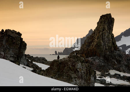 Antarktis, Half Moon ist, Baliza Hill, Kinnriemen Penguin Rookery mit Blick auf Livingston Insel in der Morgendämmerung Stockfoto