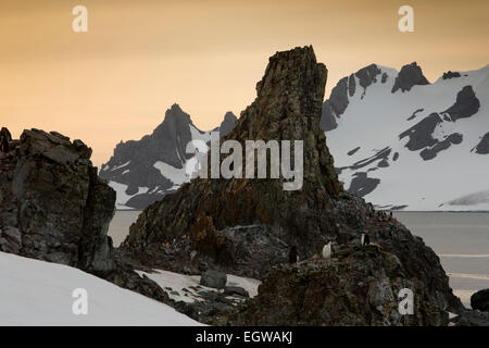 Antarktis, Half Moon ist, Baliza Hill, Kinnriemen Penguin Rookery mit Blick auf Livingston Insel in der Morgendämmerung Stockfoto