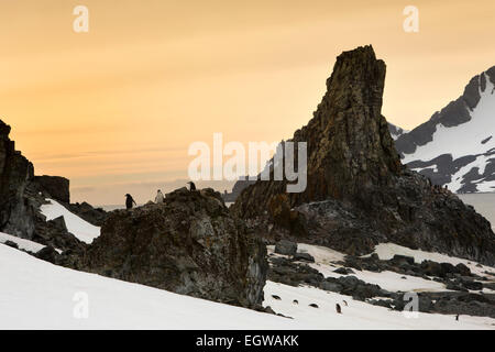 Antarktis, Half Moon ist, Baliza Hill, Kinnriemen Penguin Rookery überblickt und Livingston Island in der Morgendämmerung Stockfoto