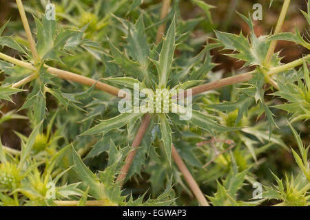 Feld Eryngo, Watling Street Distel, Feld-Mannstreu, Feldmannstreu, Mannstreu Eryngium campestre Stockfoto